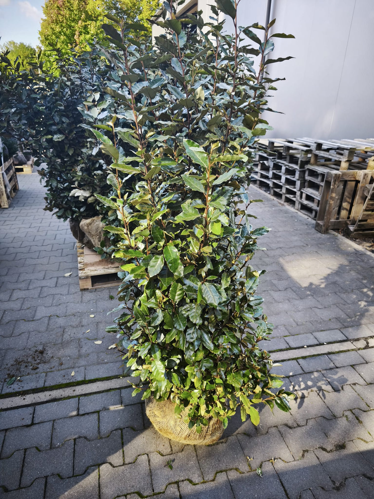 Ölweide - Elaeagnus x ebbingei 120-140 cm Höhe