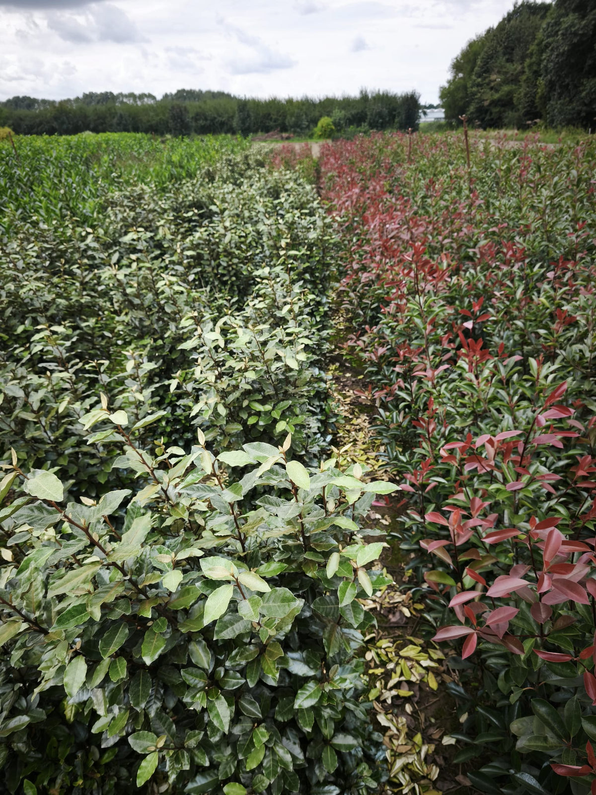 Ölweide - Elaeagnus x ebbingei 100-120 cm Höhe