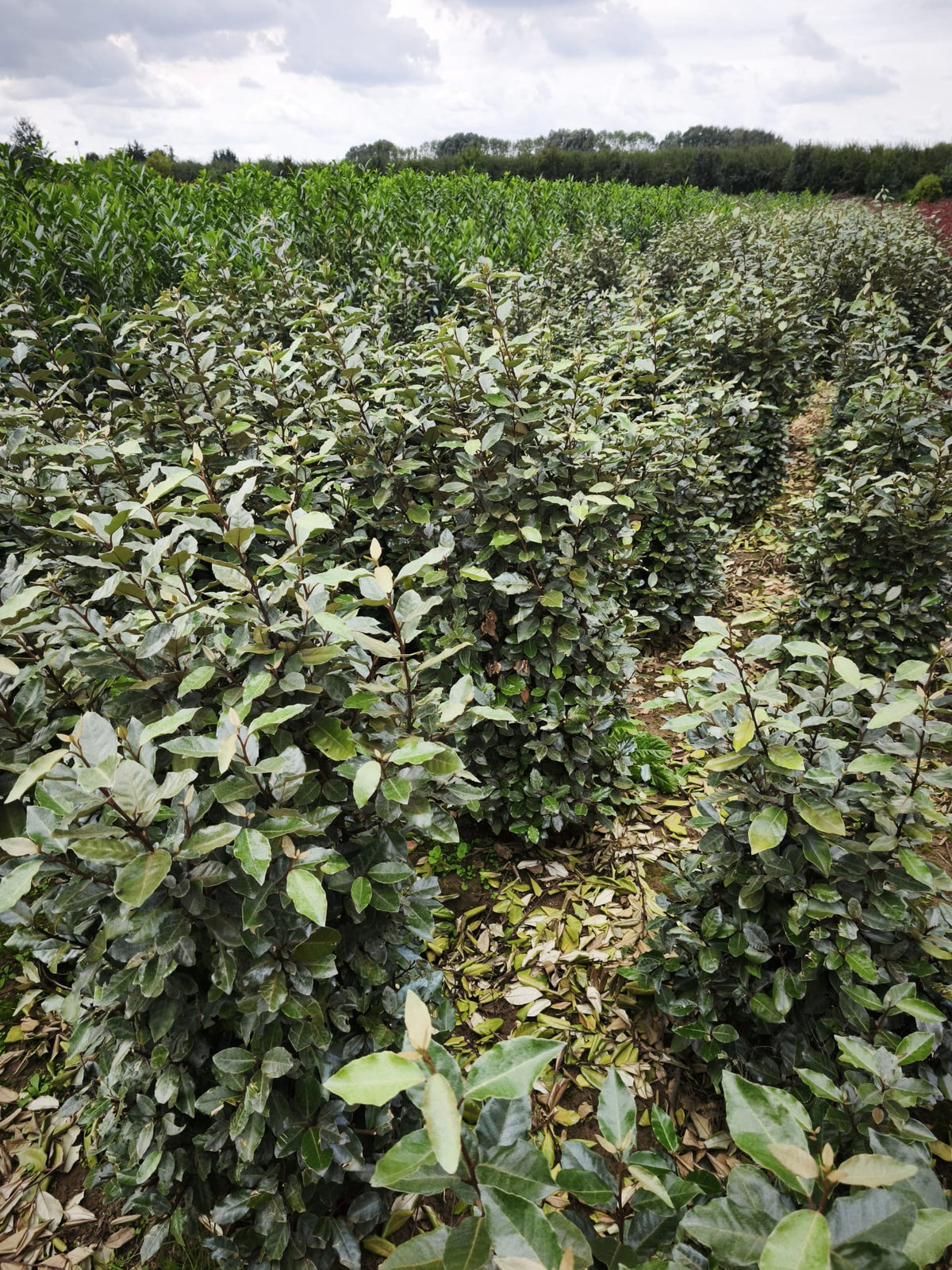 Ölweide - Elaeagnus x ebbingei 140-160 cm Höhe