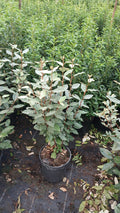 Ölweide - Elaeagnus x ebbingei 60-80 cm Höhe
