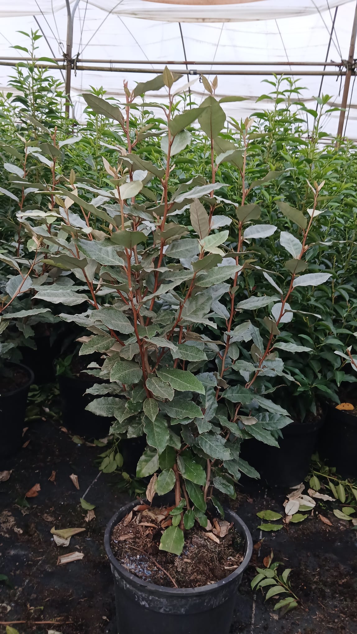 Ölweide - Elaeagnus x ebbingei 80-100 cm Höhe