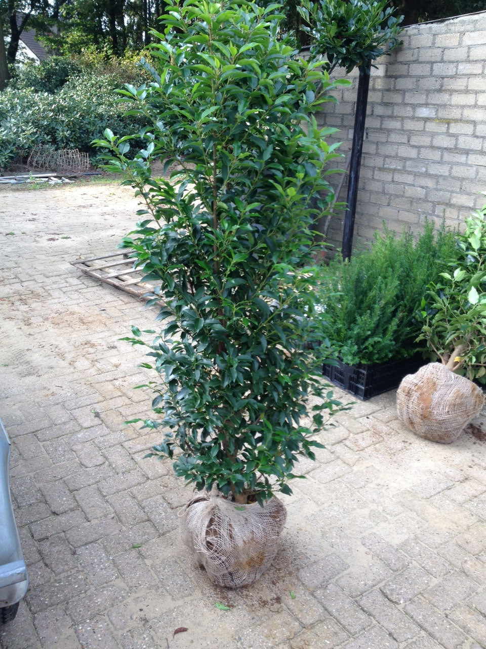 Portugiesischer Kirschlorbeer Angustifolia Höhe 160-180 cm Ballenware