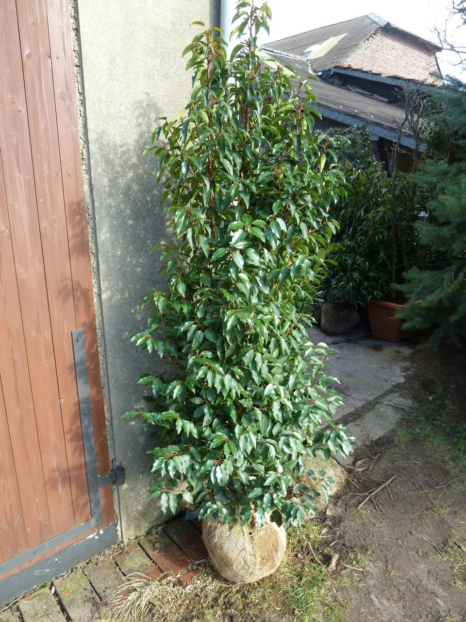 Portugiesischer Kirschlorbeer Angustifolia Höhe 140-160 cm Ballenware - Heckenpflanzen Thelen