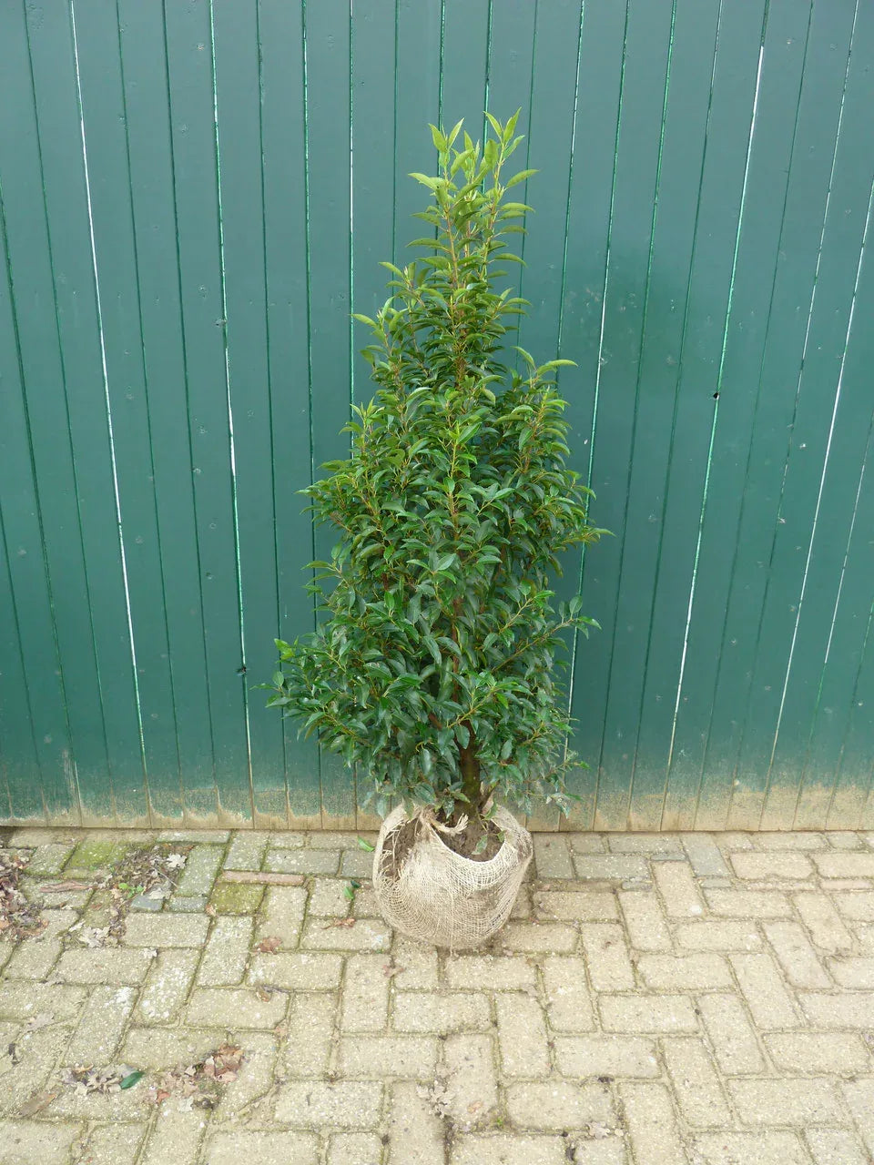 Portugiesischer Kirschlorbeer Angustifolia Höhe 100-120 cm Ballenware - Heckenpflanzen Thelen