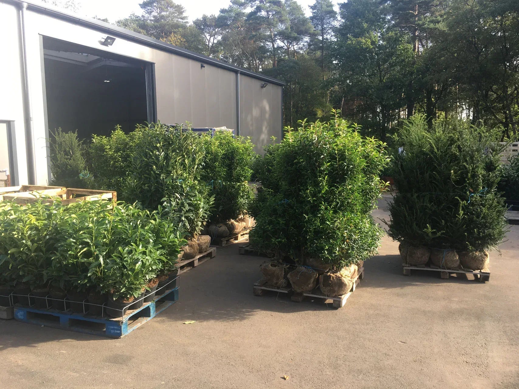 Portugiesischer Kirschlorbeer Angustifolia Höhe 100-120 cm Ballenware - Heckenpflanzen Thelen