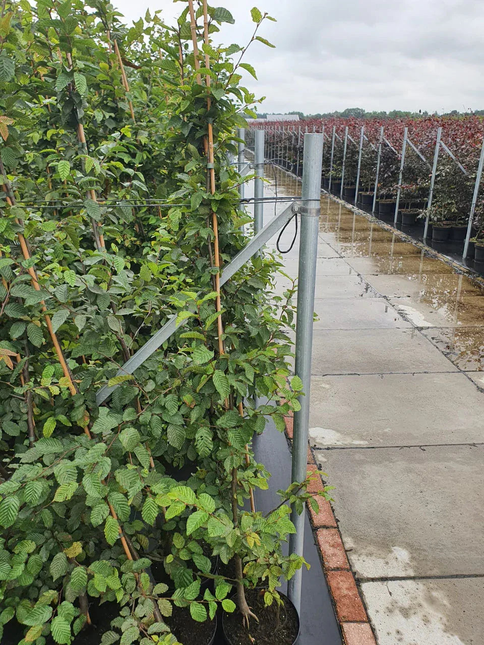 Hainbuche - Carpinus betulus 125 - 150 cm Topfware - Heckenpflanzen Thelen