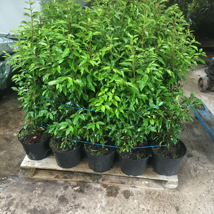 Portugiesischer Kirschlorbeer Angustifolia Höhe 60-80 cm Topfware