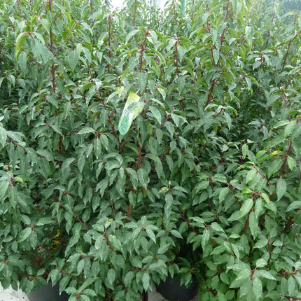 Portugiesischer Kirschlorbeer Angustifolia Höhe 100-120 cm Topfware