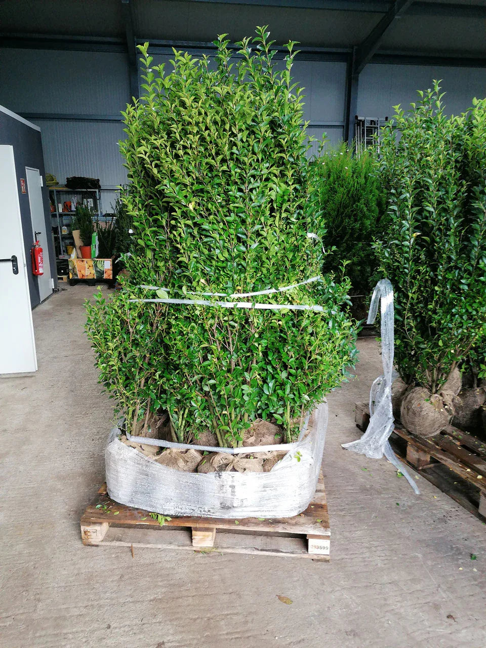 Ovalblättriger Liguster Höhe 150-175 cm Ballenware - Heckenpflanzen Thelen