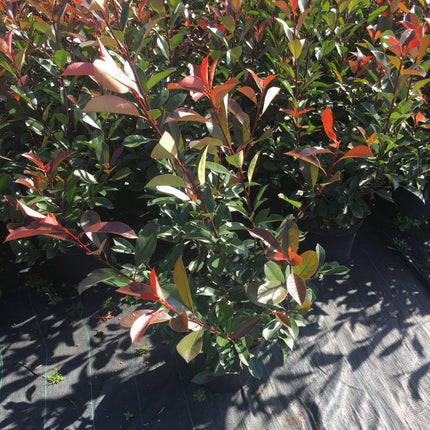 Glanzmispel Red Robin 60-80 cm Höhe Topfware