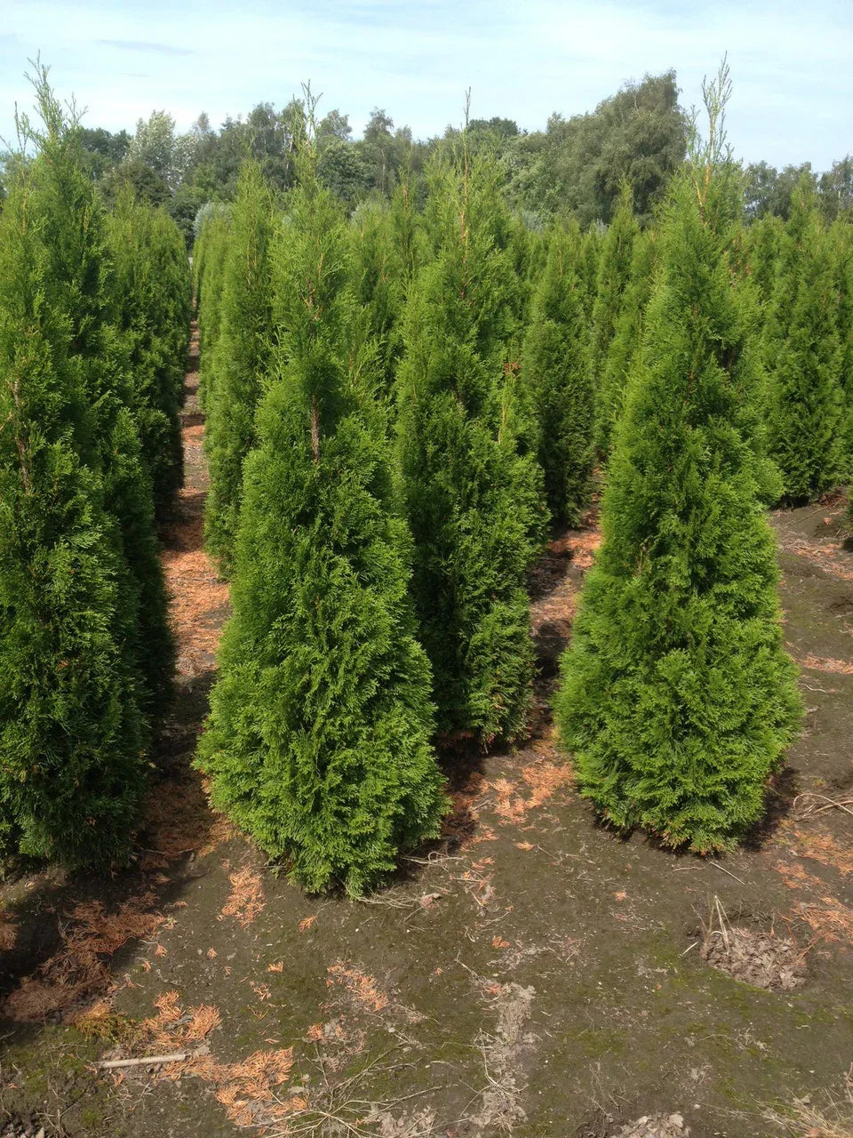 Lebensbaum Thuja occidentalis Smaragd 180-200 cm Höhe Ballenware - Heckenpflanzen Thelen