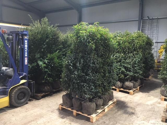 Portugiesischer Kirschlorbeer Angustifolia Höhe 140-160 cm Ballenware - Heckenpflanzen Thelen