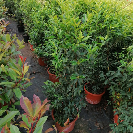 Portugiesischer Kirschlorbeer Angustifolia Höhe 100-120 cm Topfware