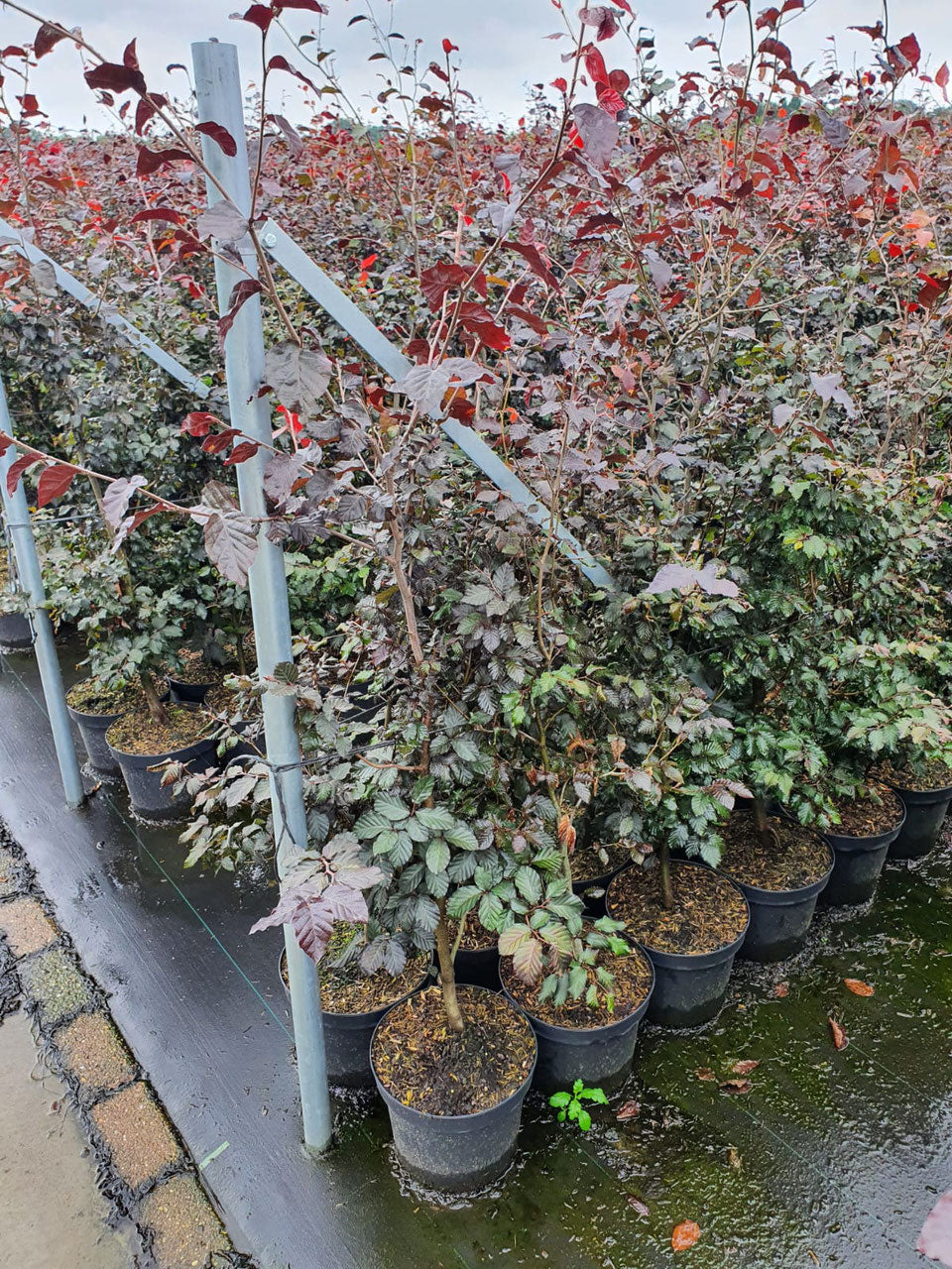 Blutbuche - Fagus sylvatica Atropunicea 60-80 cm