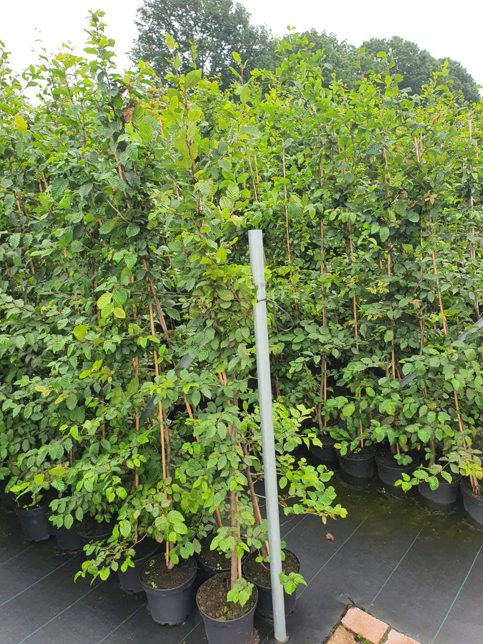 Hainbuche - Carpinus betulus 150 - 175 cm Topfware - Heckenpflanzen Thelen