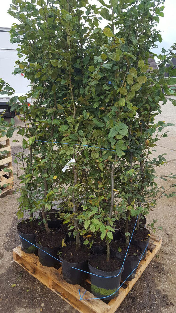 Hainbuche - Carpinus betulus 125 - 150 cm Topfware