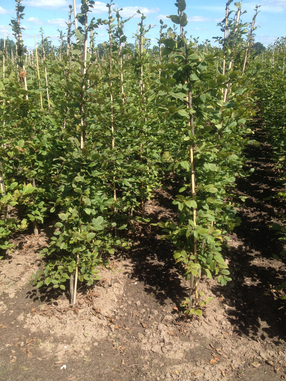 Hainbuche - Carpinus betulus 125 - 150 cm Ballenware