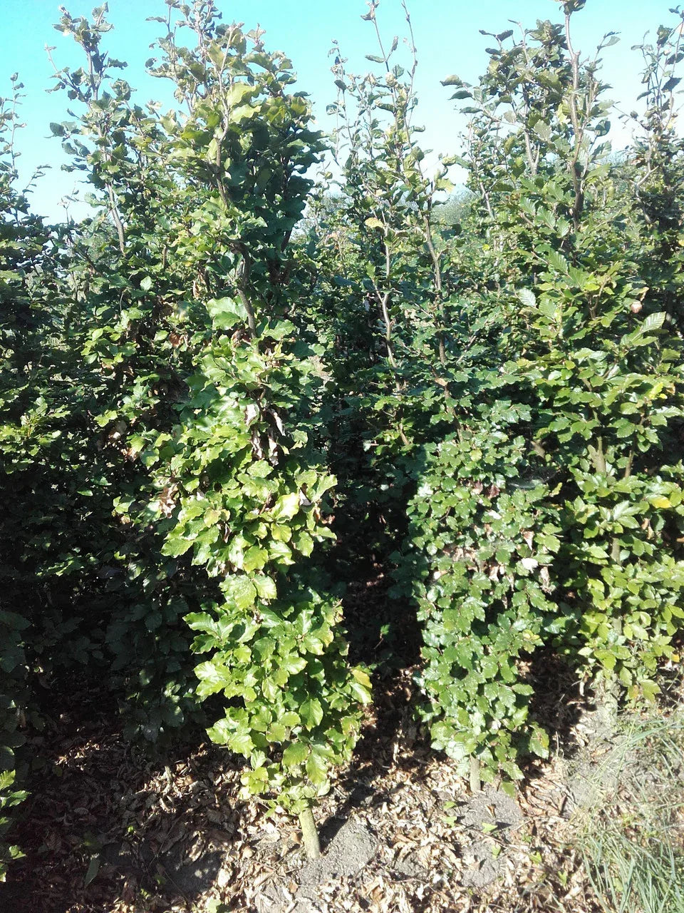 Rotbuche - Fagus sylvatica 175-200 cm Ballenware - Heckenpflanzen Thelen
