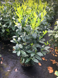 Kirschlorbeer Genolia 60-80 cm Höhe Topfware
