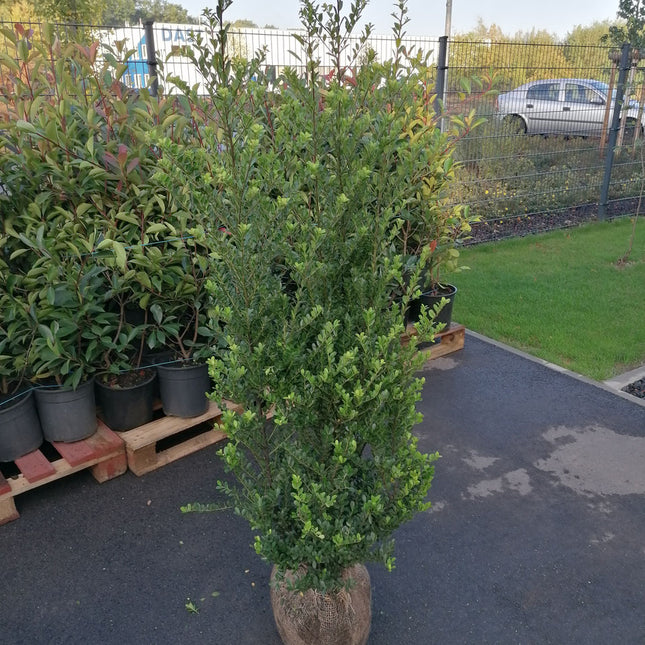 Ilex crenata Green Hedge Höhe 140-160 cm