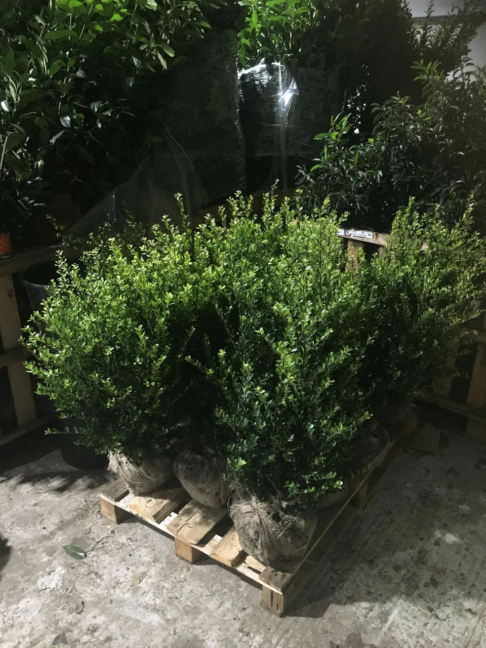 Ilex crenata Green Hedge Höhe 60-80 cm - Heckenpflanzen Thelen