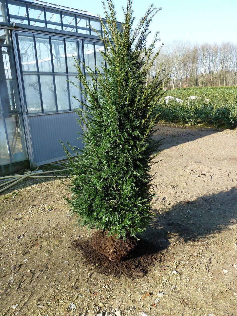 Heimische Eibe - Taxus baccata 160-180 cm Höhe - Heckenpflanzen Thelen