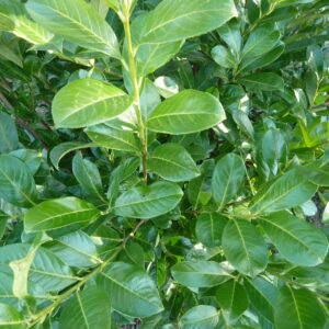 Kirschlorbeer Rotundifolia