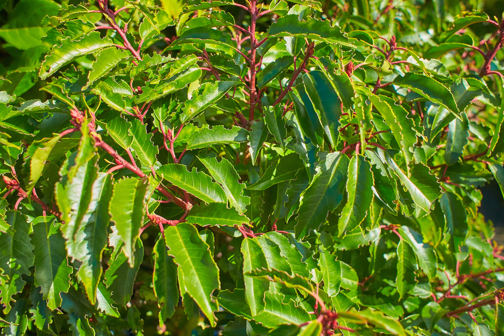 Prunus lusitanica Angustifolia