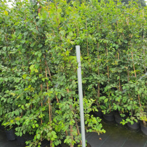Hainbuche - Carpinus betulus 150 - 175 cm Topfware