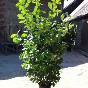 Kirschlorbeer Rotundifolia 175-200 cm Höhe Topfware